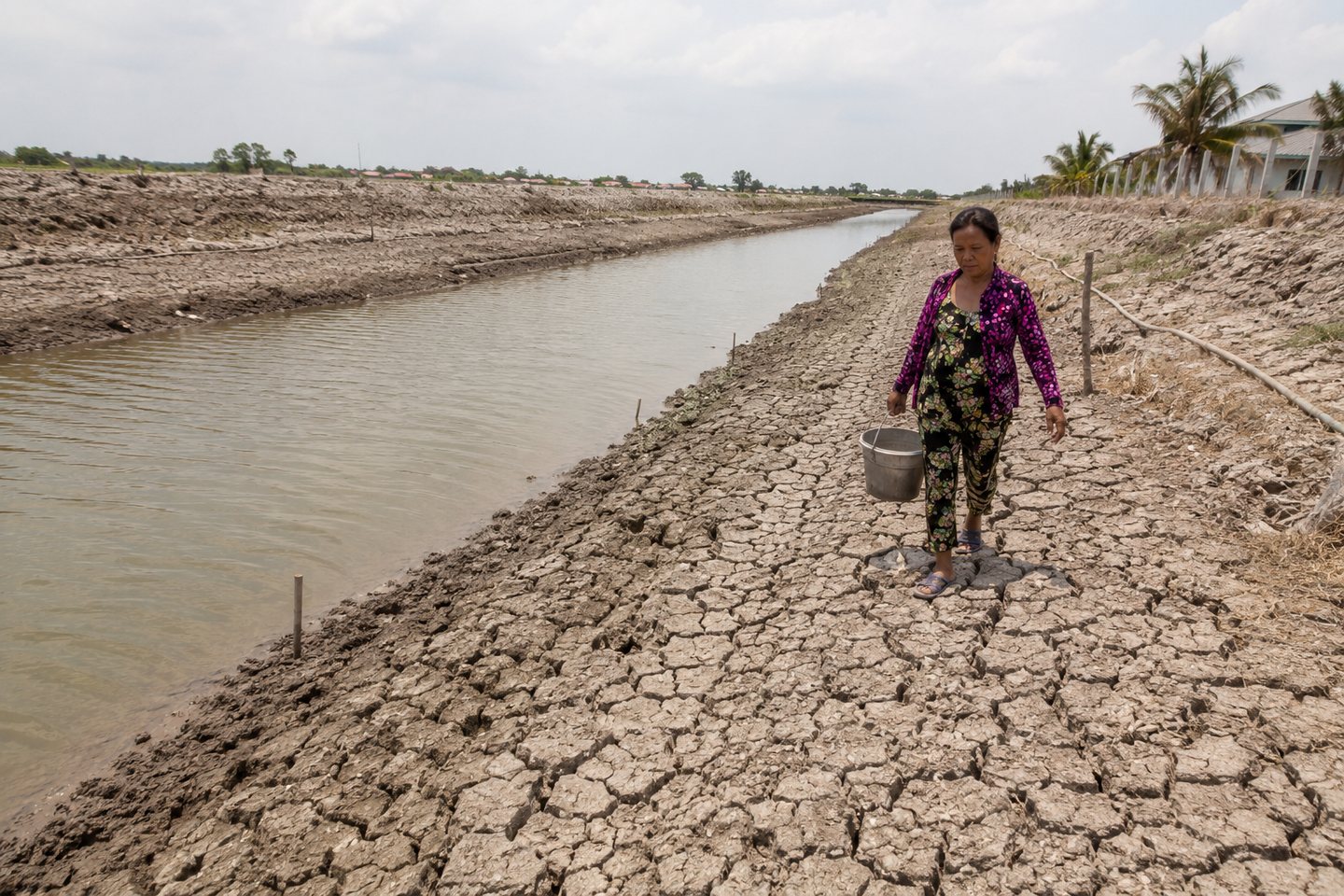 A drought-stricken canal edge in the Mekong Delta showing cracked earth and water stress