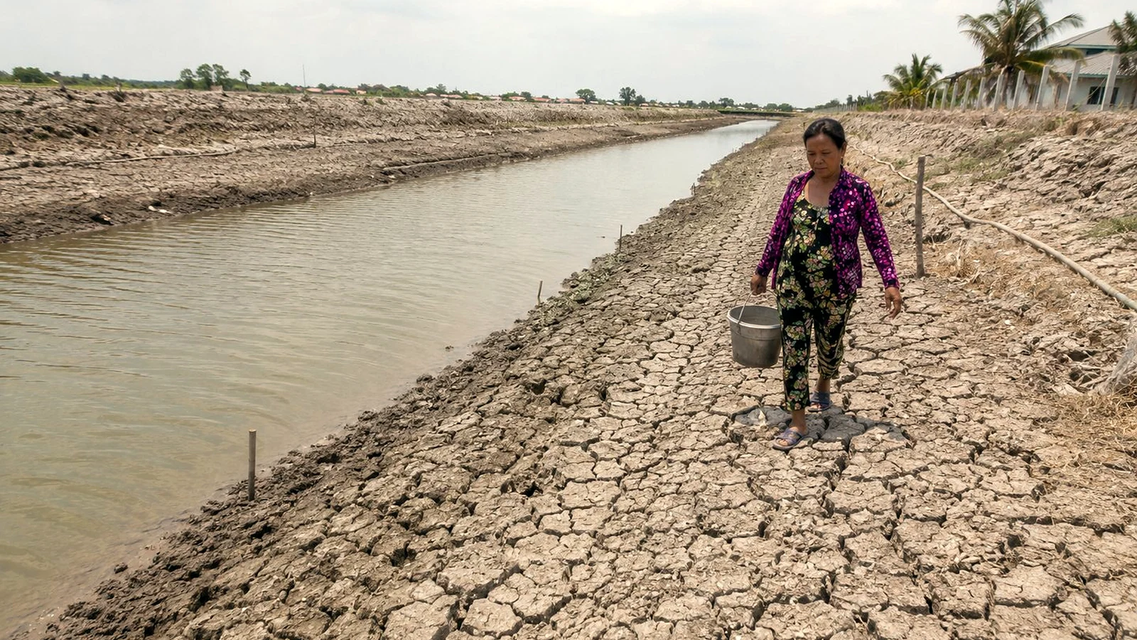 A drought-stricken canal edge in the Mekong Delta showing cracked earth and water stress